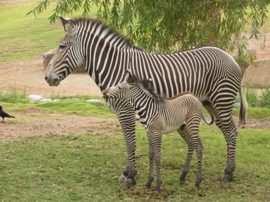 Photo: Phoenix Zoo